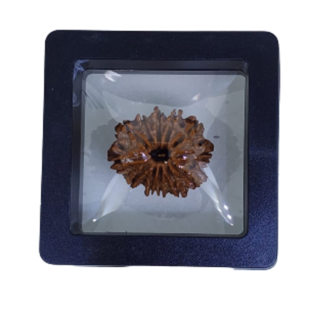 PUSHKARA Natural 12 MUKHI RUDRAKSHA Certified - Nepal | Brown | PJTL12M01 - Astrological Benefits - Unisex Pendants - Positive Energy for Men & Women