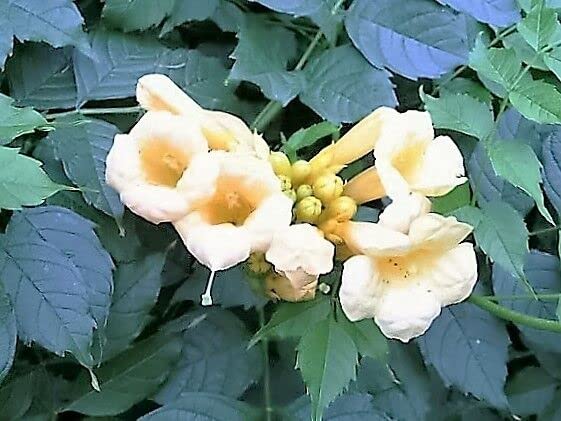 10 Seeds Yellow Hummingbird Trumpet Vine Flower Campsis Radicans Flava Climber jodcw (Seeds)