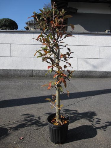 ハナカイドウの花が咲かない原因は 剪定方法と時期 お庭ブログ