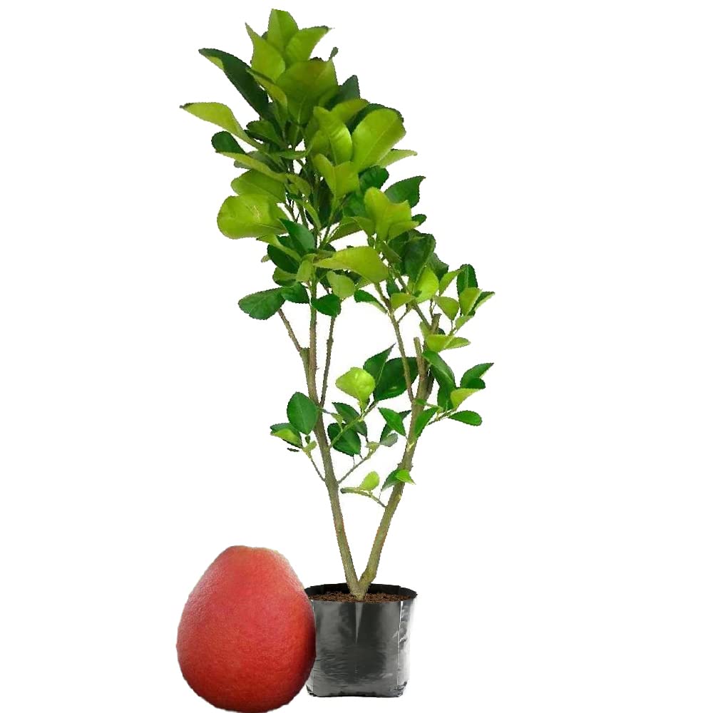 See full amazon price history chart for IXORA Pomelo Red Grapefruit Jambura Gaint Chakotra Batabi Lebu kambili Naranga Fruit Grafted Live Plant & Tree(1.5-3 Feet Size) IXORA Pomelo Red Grapefruit Jambura Gaint Chakotra Batabi Lebu kambili Naranga Fruit Grafted Live Plant & Tree(1.5-3 Feet Size) (B0BMGTVVSV) Amazon Price History, Amazon Price Tracker