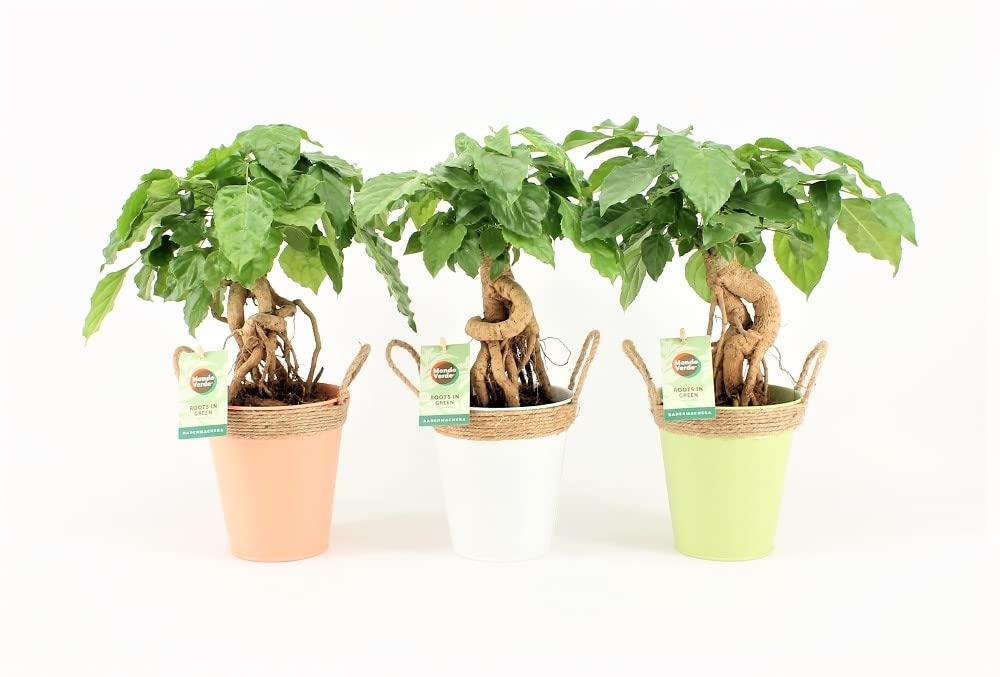 Zimmerpflanzen von Botanicly  3  Zimmeresche  Hhe: 30 cm  Radermachera  sinica : Amazon.de: Garten