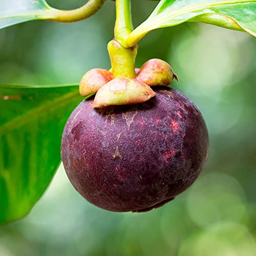 Yegaol Garden 90Pcs Mangosteen Seeds Sweet Organic Evergreen Gmo Free Tropical Fruit Seeds Garden Backyard Outdoor #TOP3