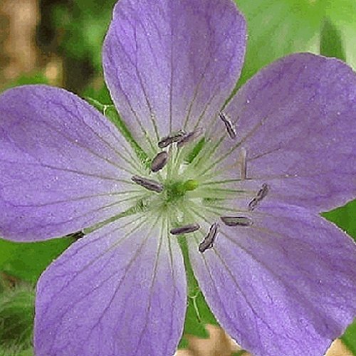 25 semi-selvatici Geranie einheimische Wildblumen