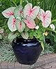 Pink Beauty Caladium Bulbs - Bare Root Bulb - Gorgeous Pink and Green Foliage - Hardy in Zones 9-11 - Can Also Be Grown Indoors as a House Plant #1