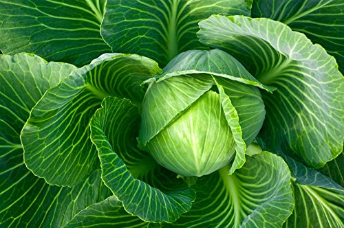 Image of Cabbage seeds for home garden (100 seeds)