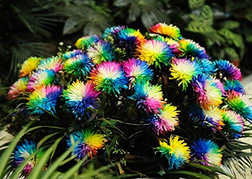 100pcs Semillas Flores Margaritas de Color Iris, Rara Exotica Semillas Perennes Híbridas Resistentes al Frío para Jardín Patio Balcon Maceta Bonsai (2)