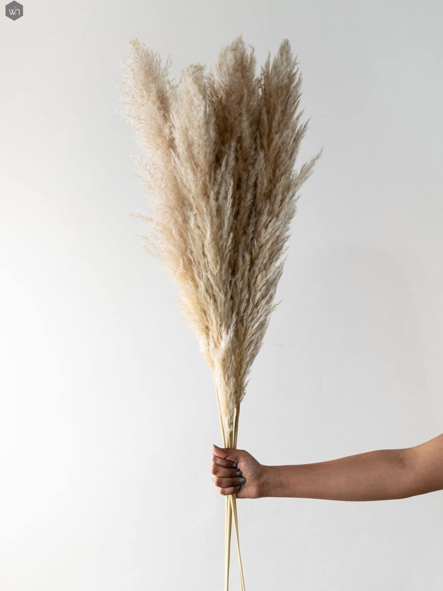 Whispering Homes Medium Pampas Grass - Beige | Natural Dried Flower Decorative Stems | Dried Grass for Home Decor, Vase Styling, Minimal Interior Display, Craft Accents-image-0