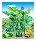 BALDUR Garten Winterharte Bananen 'grün', 4 Pflanzen Faserbanane Bananenbaum Musa basjoo Bananenpflanze, mehrjährige winterharte Staude, Früchte essbar