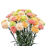 FlowerPrime 100 Easter Carnations - Special Holiday Variety Pack Fresh Natural Cut Flowers