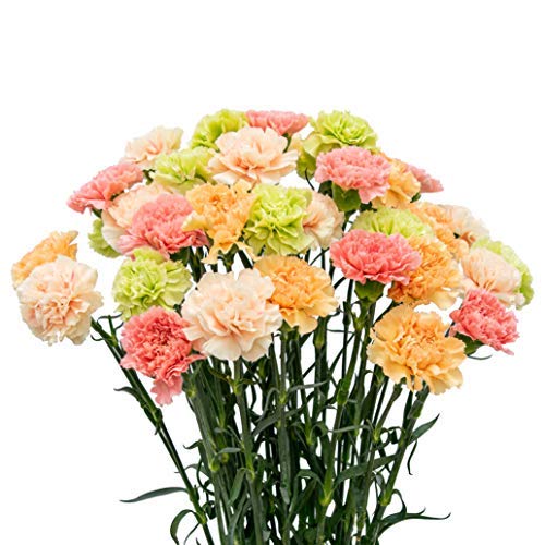 FlowerPrime 100 Easter Carnations - Special Holiday Variety Pack Fresh Natural Cut Flowers