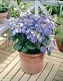 Patioplant
