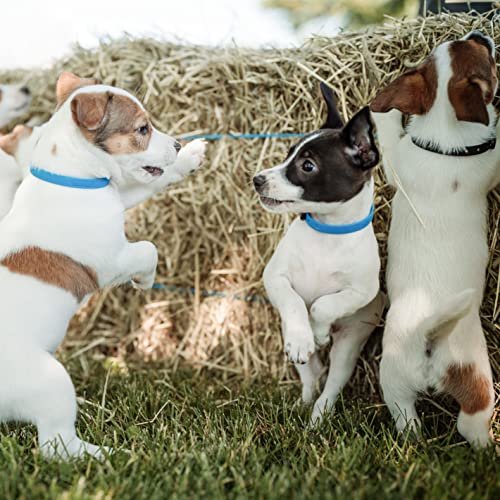 Collar para perros pequeño ajustable azul Nuvuq miniatura 5