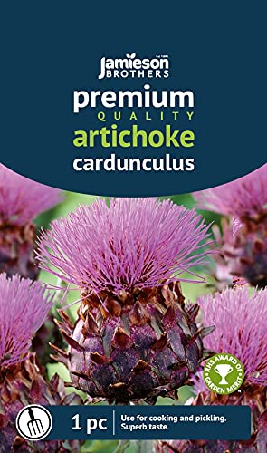 Jamieson Brothers® Cardunculus Artichoke - 1 Root