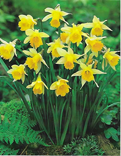 GARTHWAITE NURSERIES® : - UK Stockist : - 50 Lobularis Narcissus Wild Daffodil Bulbs (Lent Lily) Hardy Spring Dwarf Perennial (Ideal for Naturalising)