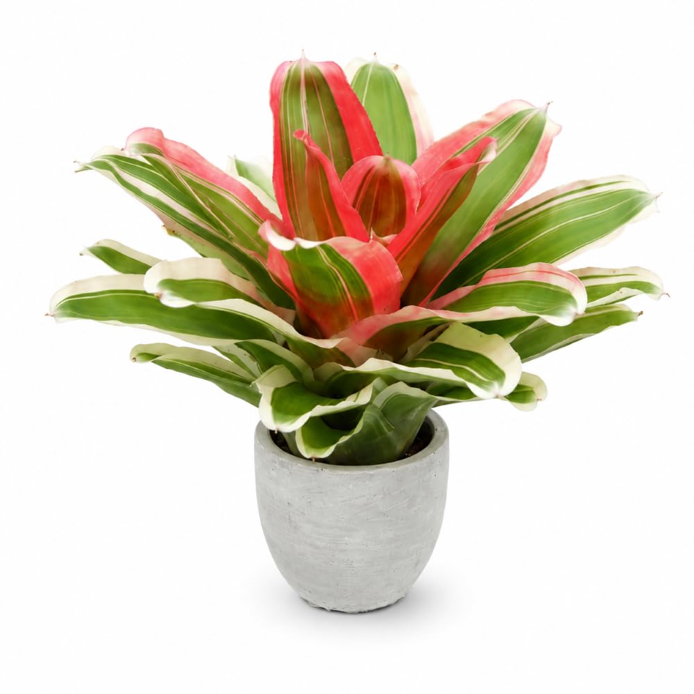 Neoregelia madame van durme 24–30 cm, ungetopft, – Bromelie für Dendrobaten & Pfeilgiftfrösche – epiphytische Terrarienpflanze ohne Erde – tropische Regenwaldpflanze für Feuchtraumterrarium