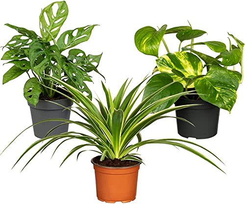 DECOALIVE Set de Plantas con Hojas Colgantes: Monstera Adansonii + Chlorophytum + Pothos