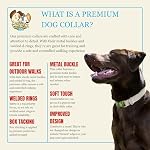 Country Brook Petz - Premium Nylon Dog Collar with Metal Buckle for Small Medium Large Breeds - 10+ Warm Colors (Large, 1 Inch, Coyote Tan) - Image 3