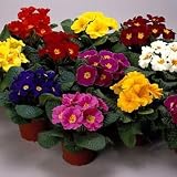 PRIMULA - PRIMROSE 20 SEEDS (Danova grower select mix) FLOWER- Great Pot Plant