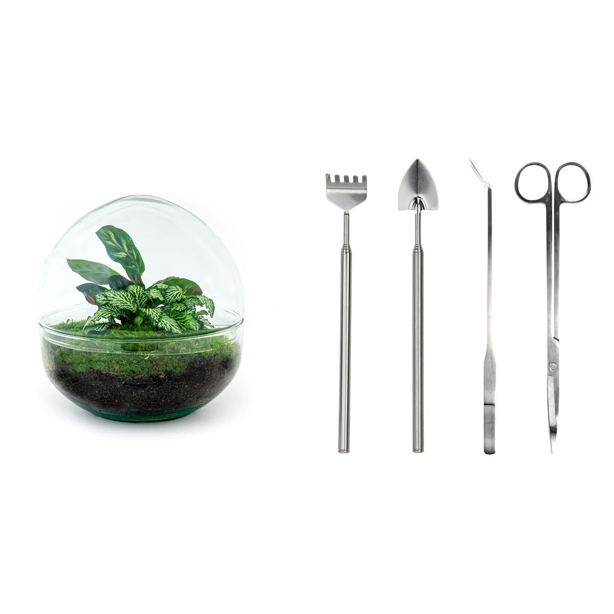 Terrarium do roślin • kopuła • ekosystem z roślinami • ↑ 20 cm – DIY – kompletny zestaw terrarium – terrarium – miejski terrarium – terrarium + grabienie + łopatka + pęseta + nożyczki