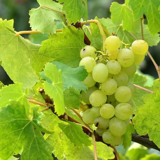 BISWAS PLANTS HOUSE` Green Grape/Sweet Angur Fruit Healthy Live Plant ...
