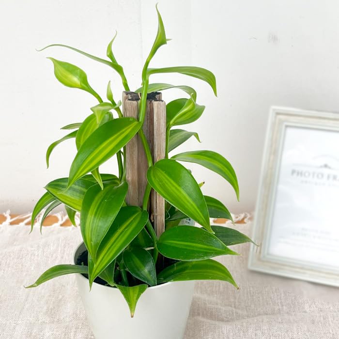 バニラ　観葉植物 3鉢セット Amazon｜観葉植物 バニラ 3.5号鉢 蘭 ラン バニラビーンズ つる性 観葉