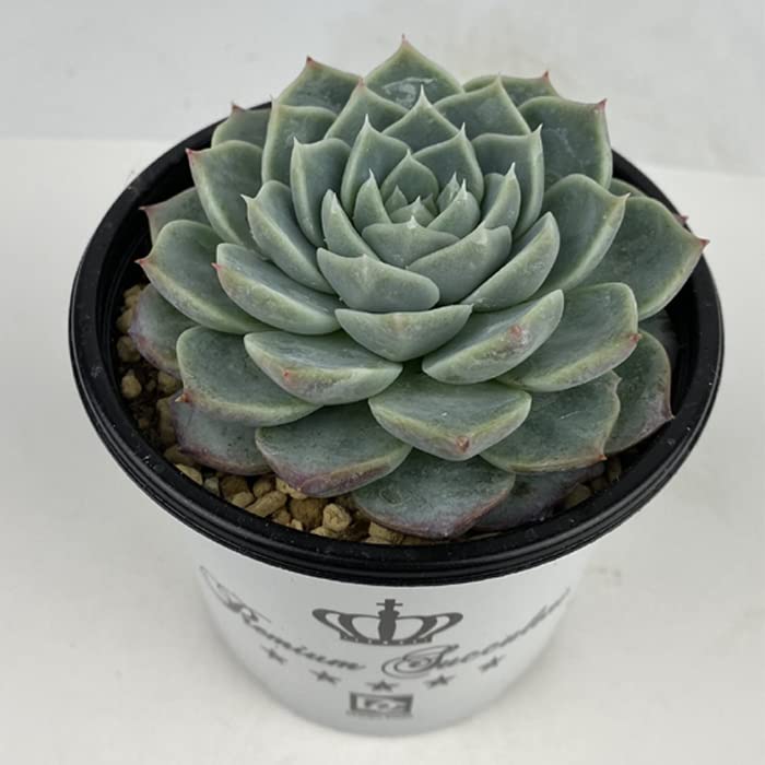 Amazon.co.jp: 多肉植物 エケベリア レッドベルベット 9cm Amazon.co.jp: 多肉植物 エケベリア レッドベルベット 9cm