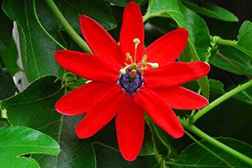 Passiflora manicata Red Passion Flower 20_ _ _ _ _ _ _ _ _ _ semillas