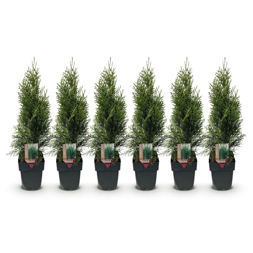 GreenboutiQ - Heckenpflanzen - Thuja occidentalis Smaragd - Blatt grün - 6 Pflanzen - 1 laufender Meter - immergrün - Topf 17cm Höhe 60cm