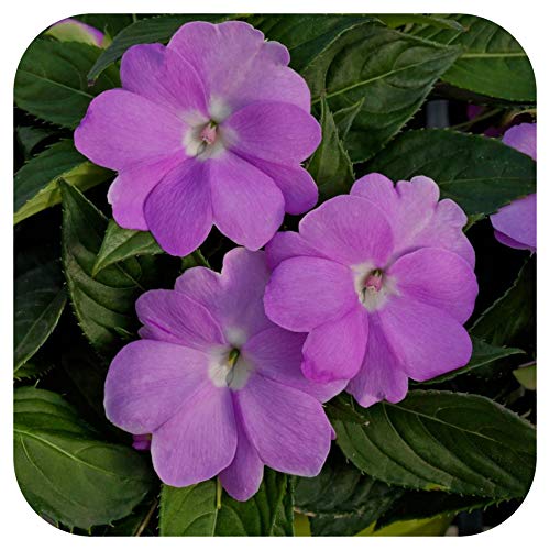 SunPatiens® Impatiens Vigorous Lavender Large Plug Plants x 3 Busy Lizzies