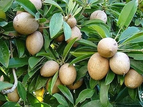 Image of Golden Bloom Grafted Thai chiku plant hybrid all seasons Height 1.5-2 Ft