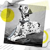 ne&no® Halsband und Leine Set (veganes Leder) Hundeleine mit Halsband I robuste Hundeleine mit Karabiner I Hundehalsband verstellbar I 1.2m Dog Leash I biegsam und extra weich (M, blau/anthrazit)