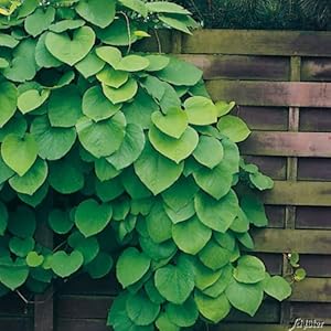 Garten Schlüter Riesenblättrige Pfeifenwinde 40-60cm