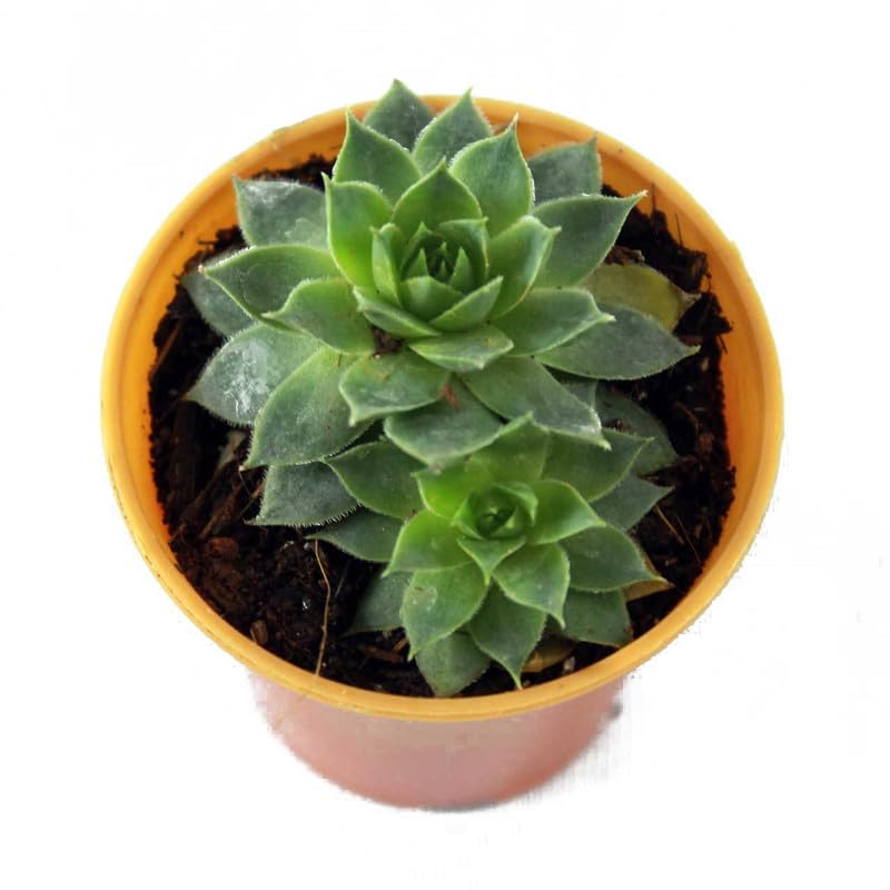 Laxmi Kamal � Graptopetalum macdougallii � Succulent Plant