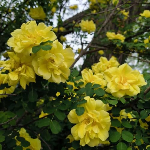 semillas de rosal trepador - decorativas resistentes para balcón Rosales trepadores resistentes - semillas de rosas trepadoras - para camas elevadas, arbustos rápido 400pcs