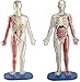 RUXMY Istruzione Esplora Il Modello del Corpo Umano Giocattolo Modello del Corpo del Corpo viscerale assemblato per Bambini Modello anatomico di educazione Medica