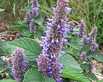 40 AGASTACHE foeniculum Anise-Hyssop Seeds,beautiful,fragrant flower Perennial