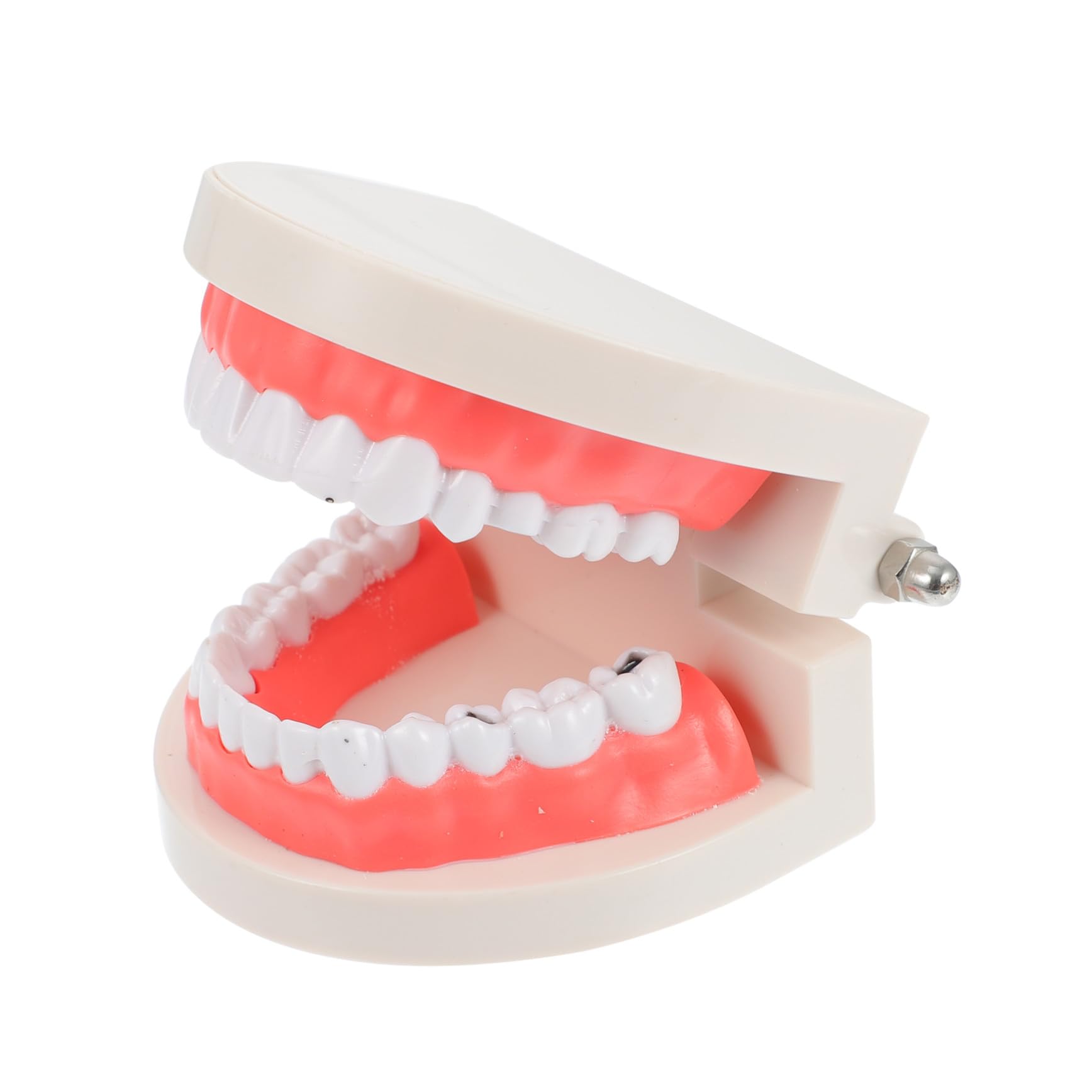 MAGICLULU Modèle de Dents pour Coordination Main-œil Blanc Éducatif en Résine Jouet Pédagogique pour Garçon et Filles pour École et Démonstration de Brossage Dentaire