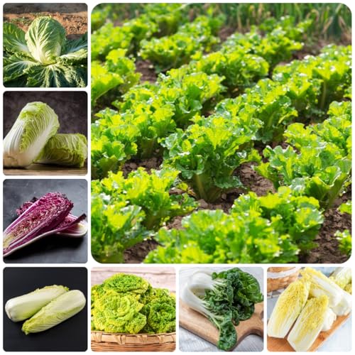 semillas de col china orgánica resistentes para jardín de col china, orgánicas, para bancales elevados, raras jardín 200pcs