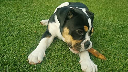 Wildfang® Olivenholz für Hunde, Größe S – robuste Kau-Sticks für Starke Kauer, Welpen-Kauspielzeuge zur Zahnung, Training der Kaumuskulatur, Olivenholz-Kaustab für Hunde (unter 15kg)