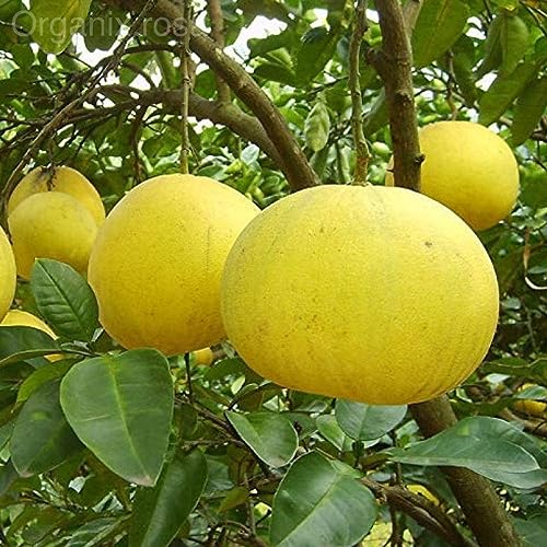 Image of GreenWorld Special Big Size All Time Seedless Yellow Batabi Lemon /Lebu Plant,(GRAFTED /GUTI KOLOM) Healthy Live Plant,''Fruit After 1 Year''