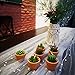 Cactus Tealight Candles with Tiny Terracotta Pots Holder, Succulent Baby Shower Favors Decorations, Delicate Decorative Candles Valentine's Day Birthday House-Warming Party Spa Home Decorates (6)…