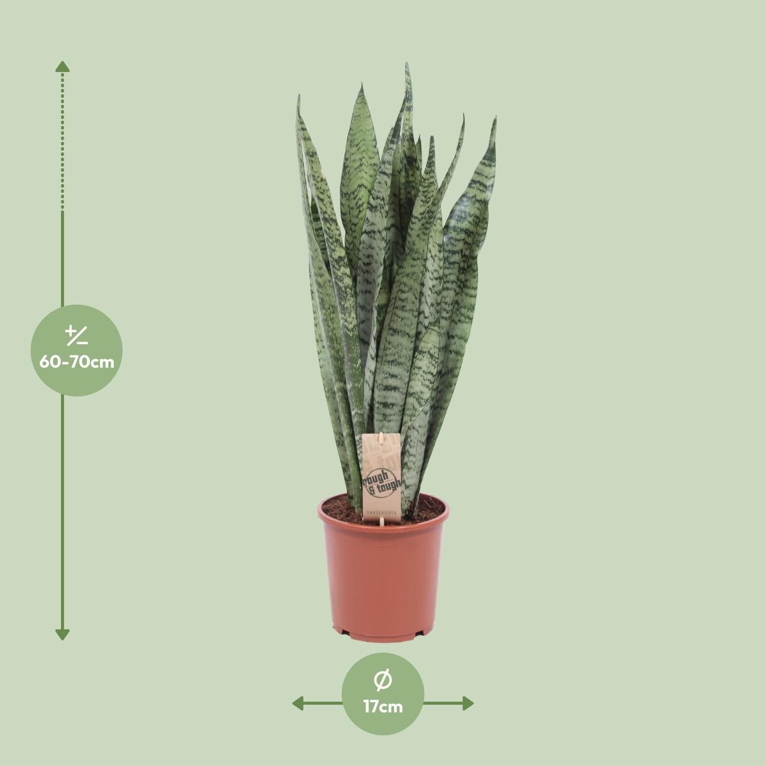 Bogenhanf Sansevieria Zeylanica Zimmerpflanze Ø17 cm 70 cm