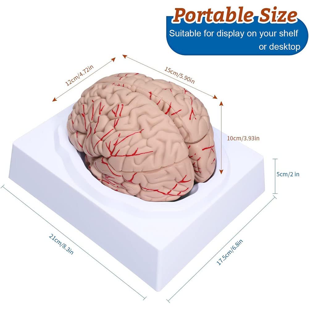 Amazon.co.jp: 人体モデル 人間の脳モデル 8部分の神経科学脳モデル