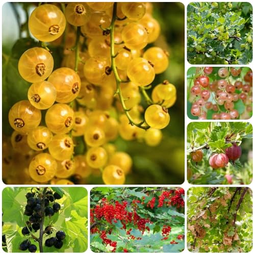 semillas de grosella espinosa, semillas de Grosella espinosa, orgánicas fresca exóticas 250pcs