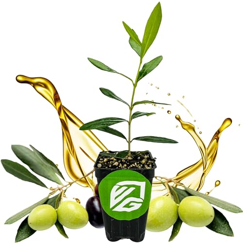 Leccino Olive Tree - Olea europaea by Wellspring Gardens - Fast-Growing Live Plant, Fruit-Bearing...