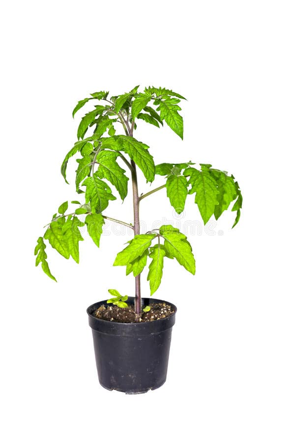 CosaCentrum Vegetable Live Plant (Tomato) Dark-Red Rare Fruit Plant(1 Healthy Live Plant) Outdoor Plant/with Black Color Pot (B0BT14SHGL) Amazon Price History, Amazon Price Tracker