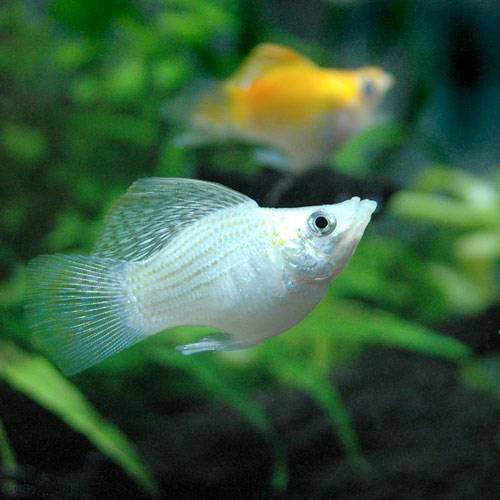 ヒレの長い熱帯魚10選 優雅なロングフィン種でアクアリウムを彩ろう トロピカ