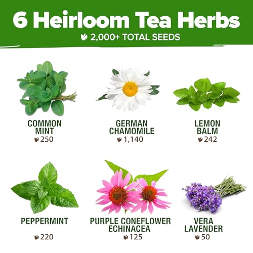 Image of HOME GROWN Medicinal Herb Seeds Vault - 2,000+ Seeds, 6 Non GMO Heirloom Varieties for Indoor & Outdoor Garden - Lavender, Chamomile, Mint, Lemon Balm, Peppermint, Echinacea