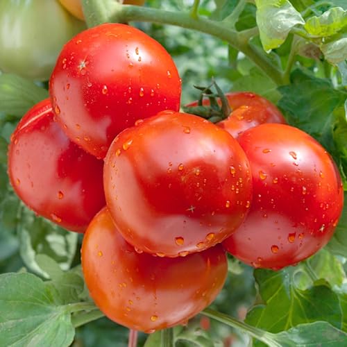 PlantiCo Tomate Janko Hybrid F1 Graines 0.2g Graines de tomate Graines de légumes robustes Graines de légumes Culture Semences Serre Jardin Potager