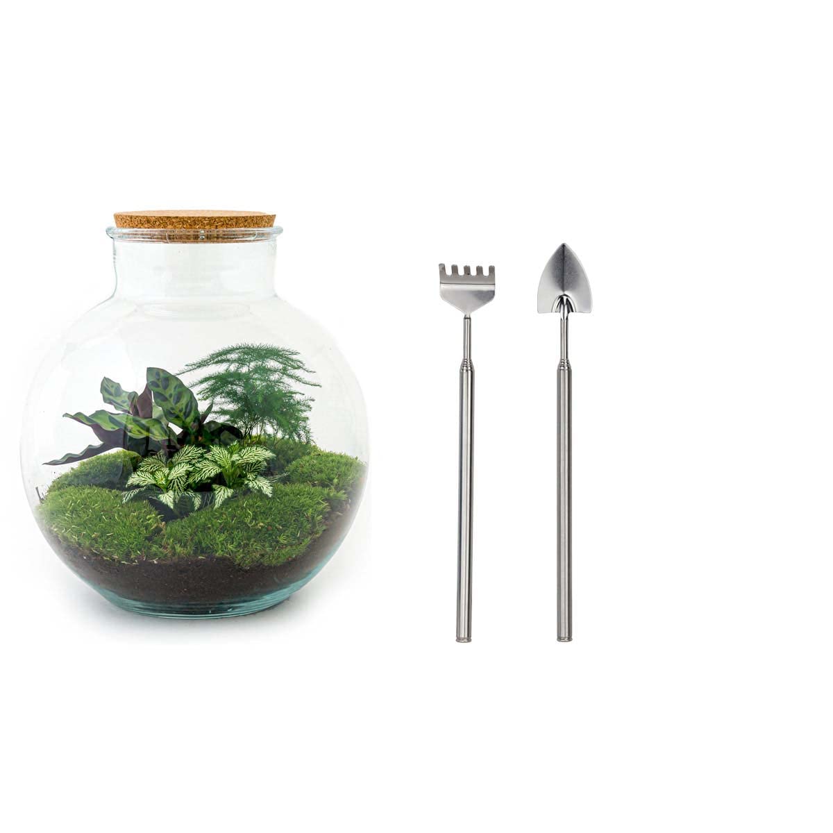 Terrarium do roślin • Bolder Bob • roślina ekosystemowa • ↑ 30 cm – DIY – kompletny zestaw terrarium – terrarium do roślin – urbanjngl | terrarium + grabie + łopatka